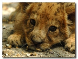 Lion Cub, Budapest, Hungary