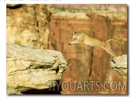 Mountain Lion, Leaping Between Cliffs, USA