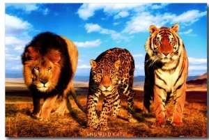 Wild Cats