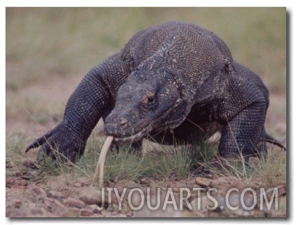 Monitor Lizard