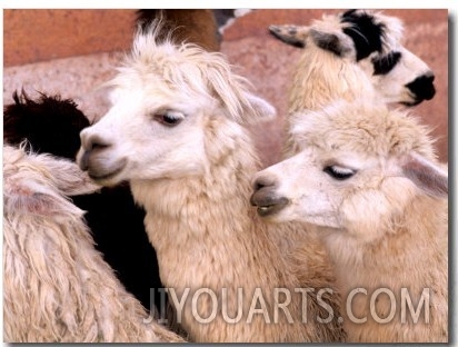 Close up of Llamas, Cuzco, Peru