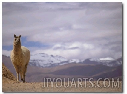 Guanaco in Atacama Desert