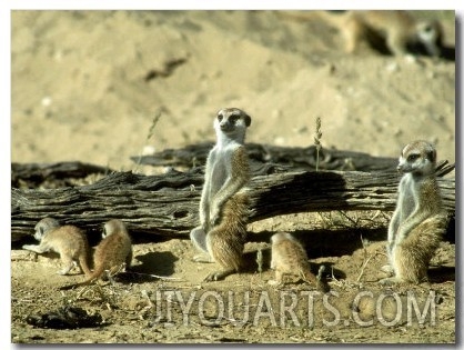 Meerkat (Suricate), Adults Watching Over Young Pups, Kalahari Gemsbok National Park