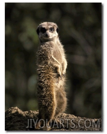 Meerkat Leaning on Tail on Mound, Alert Sentry Duty for Predators, Australia