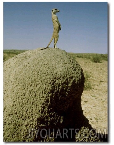 Meerkat, Guard Looking, Kalahari