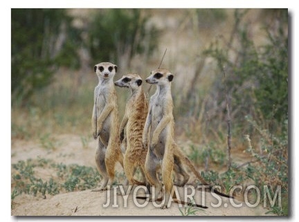 Three Meerkats