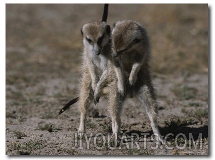 Two Mating Meerkats (Suricata Suricatta)