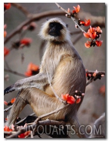 Black Faced Langur in Flame Tree, Ranthambhore National Park, Rajasthan, India