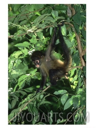 Spider Monkey, Ateles Species, Young Monkey in Tree Pacific Coast, Costa Rica