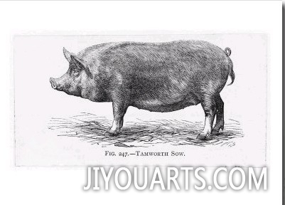 Tamworth Sow