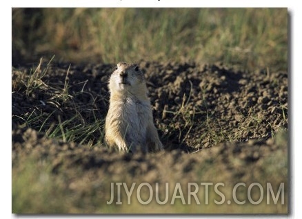 A Black Tailed Prairie Dog Peers over the Entrance to its Burrow