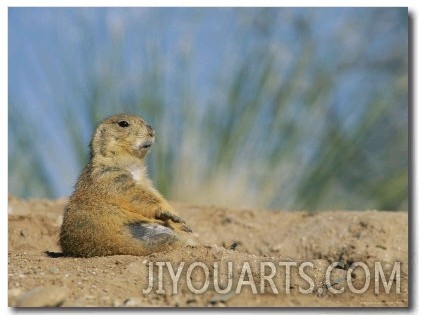 A Prairie Dog Sits Outside its Burrow Entrance