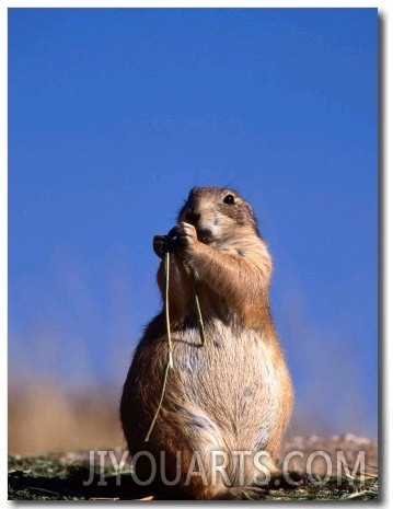 Black Tailed Prairie Dog