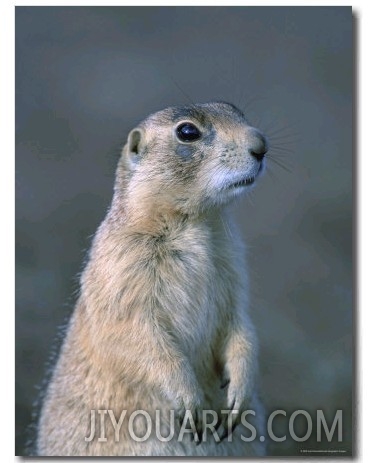 Black Tailed Prairie Dog in Howes, South Dakota