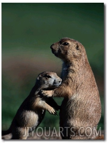 Black Tailed Prairie Dogs (Cynomys Ludovicianus)