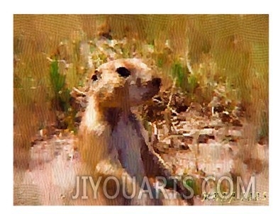 The Prairie Dog