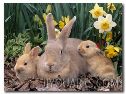 Palomino Rabbits