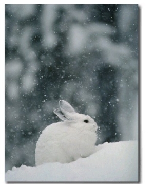 Snow Falls on a Snowshoe Hare in its Winter Coat