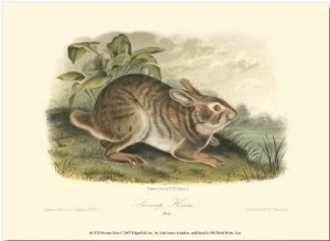 Swamp Hare