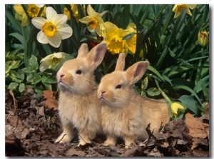 Two Young Palamino Domestic Rabbits, USA