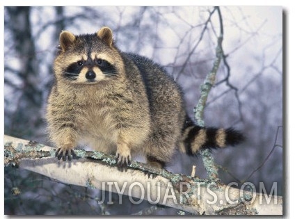 Montana, Raccoon