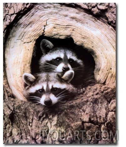 Twin Raccoons