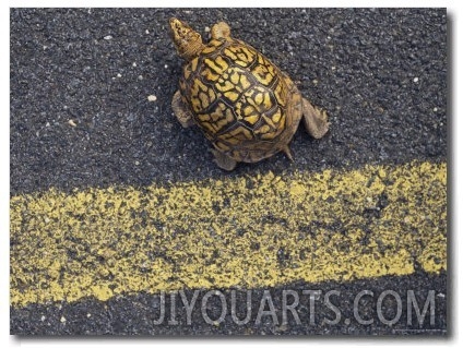 An Eastern Box Turtle Crosses the Potomac Heritage Bike Trail