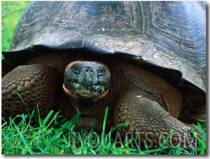 Giant Tortoise in Grassy Highlands at Steve Devine