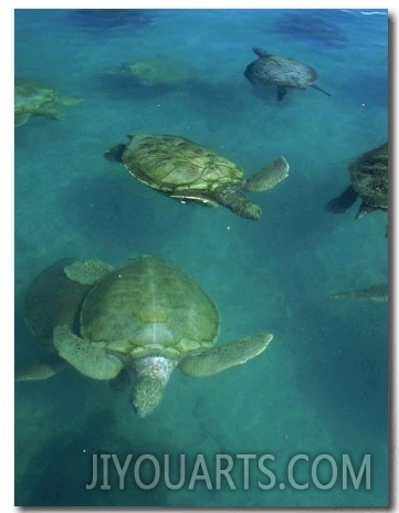 Green Sea Turtles at Turtle Farm