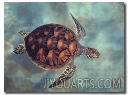 Green Turtle, Java, Indian Ocean