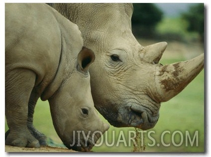 A Southern White Rhino at the San Diego Wild Animal Park