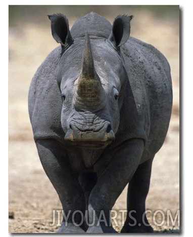 White Rhinoceros, Etosha National Park Namibia Southern Africa