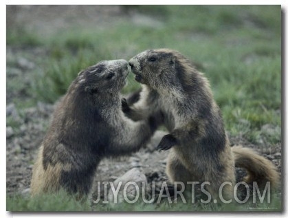 Olympic Marmots