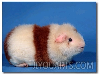 Red and White Rex Guinea Pig