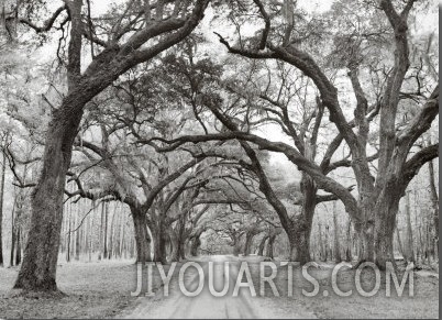 Oak Arches