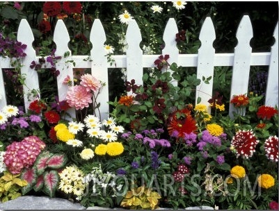 White Picket Fence and Flowers, Sammamish, Washington, USA