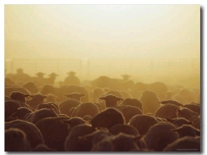 A Sheep Pen on the Broadbent Ranch