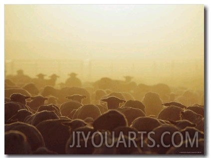 A Sheep Pen on the Broadbent Ranch