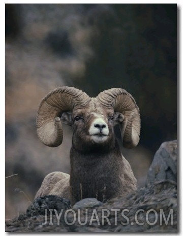 Close View of an American Bighorn Ram (Ovis Canadensis) Lying on Rock Strewn Gr Ound