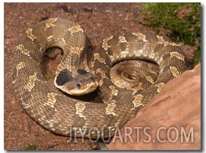 Eastern Hognose Snake Showing Excited Cobra like Flaring of the Neck, Eastern US