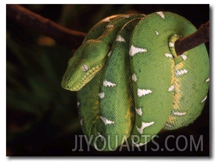 Emerald Tree Boa (Corallus Canina), Ecuador, Amazon, South America