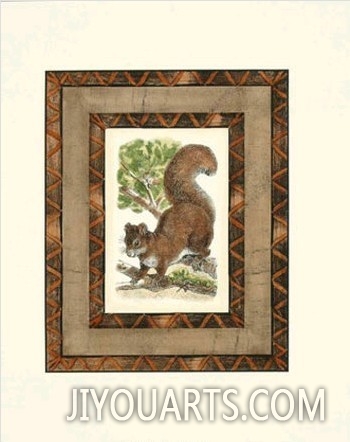 Rustic Squirrel