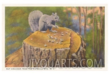 Squirrel, Catskills