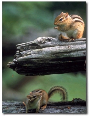 Two Eastern Chipmunks