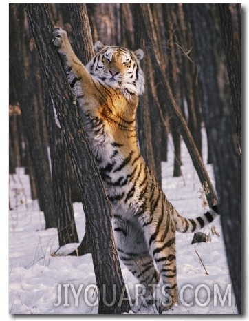 A Captive Siberian Tiger Pauses to Stare at the Photographer