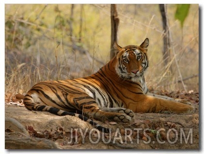 Bengal Tiger, Female Resting, Madhya Pradesh, India