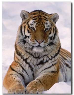 Siberian Tiger in Snow, Panthera Tigris Altaica