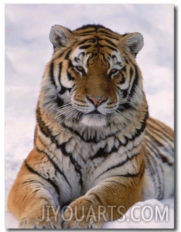 Siberian Tiger in Snow, Panthera Tigris Altaica