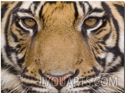 Bengal Tiger, (Panthera Tigris Tigris), Bandhavgarh, Madhya Pradesh, India