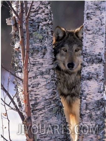 Gray Wolf Near Birch Tree Trunks, Canis Lupus, MN